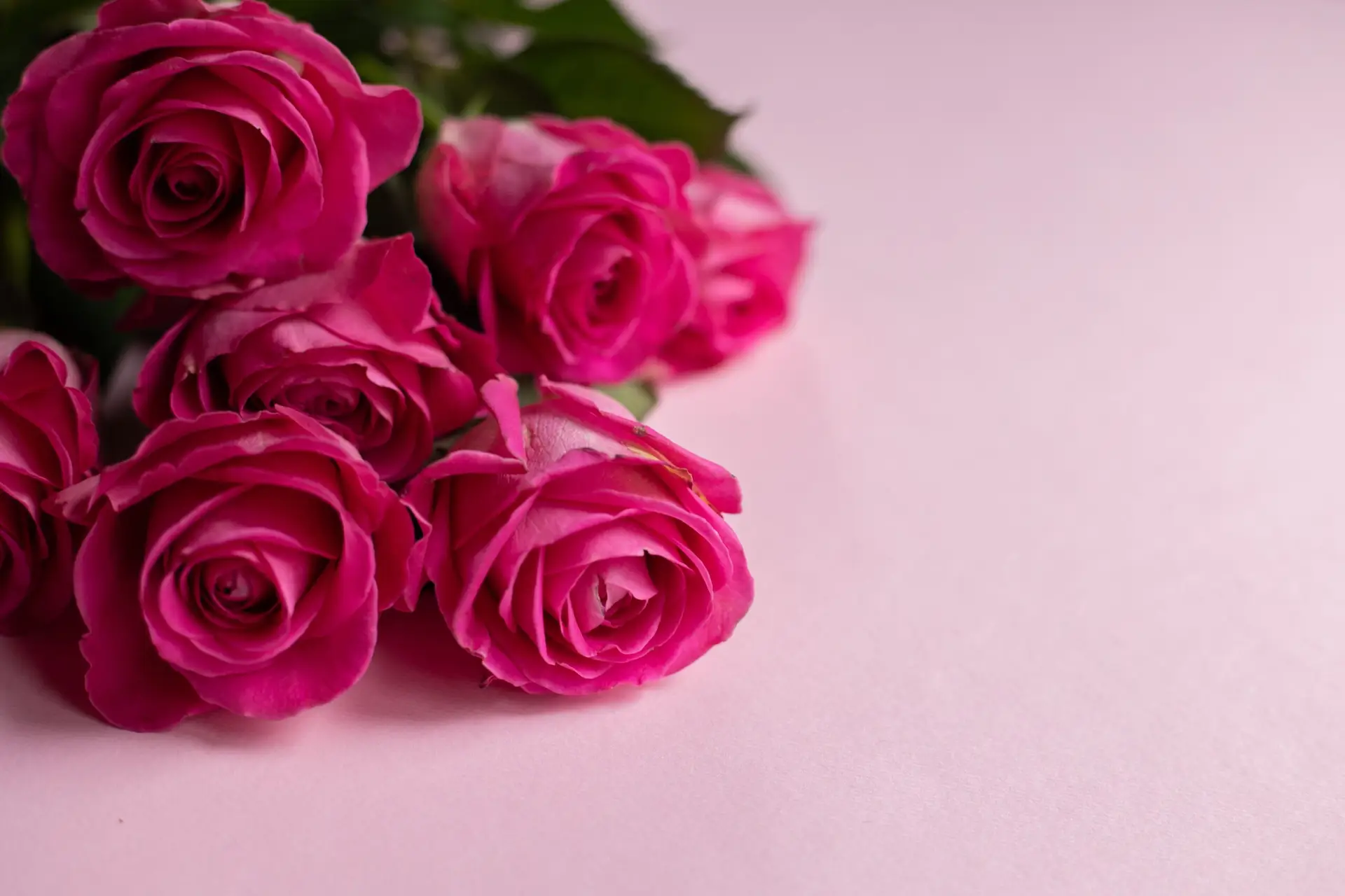 High angle of bunch of delicate roses placed on pink background as present for Saint Valentines Day
